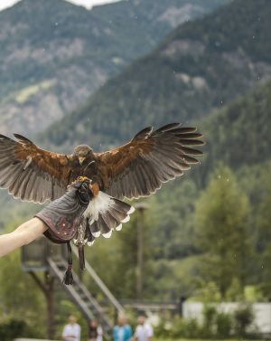 Den ca. 5.000 qm großen Greifvogelpark nennen zahlreiche Tiere aus rund 15 verschiedenen Greifvogelarten ihr Zuhause. In der Arena mit knapp 300 Sitzplätzen finden die spektakulären Flugvorführungen statt.