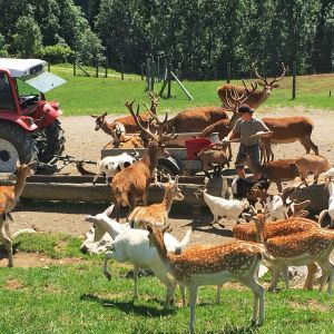 Fütterungszeit im Wildpark Aurach bei Kitzbühel