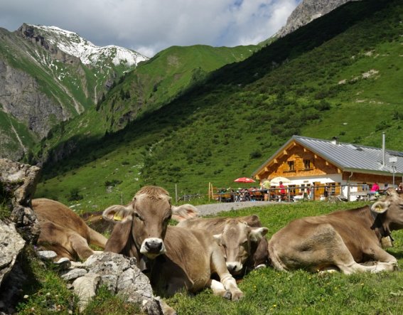 Kühe auf der Käseralpe